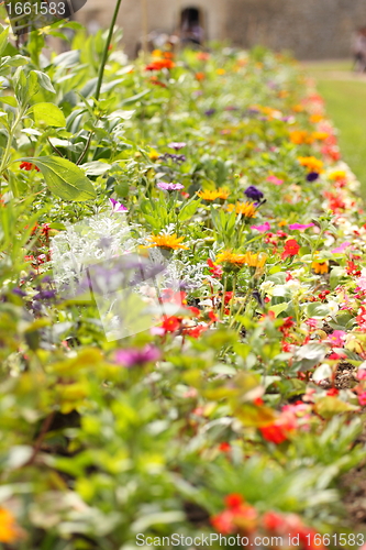 Image of garden of beautiful flowers of all colors