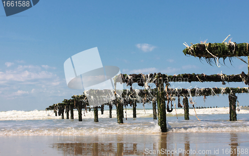 Image of mussel farming on the coast of opal in the north of France