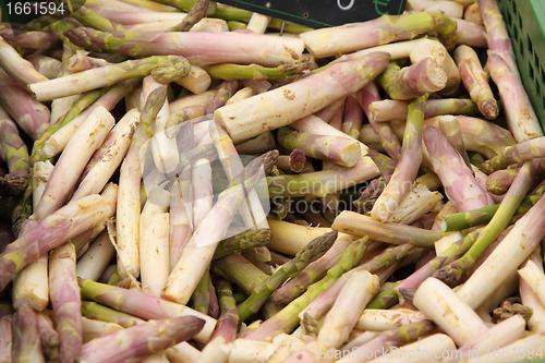 Image of harvest delicious fresh asparagus all for sale