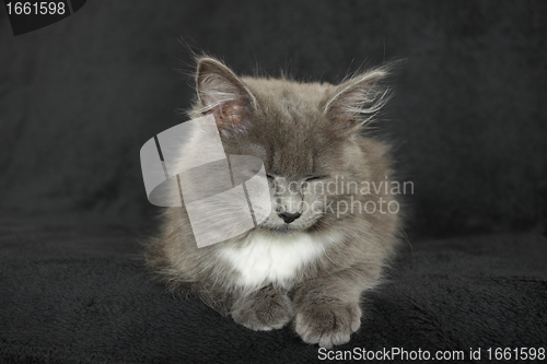 Image of gray and white kitten close up on a black background
