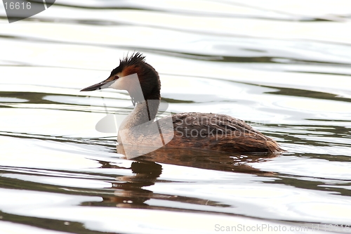 Image of Great crested grebe highkey