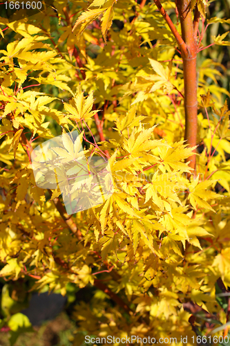 Image of maple in autumn with red and orange leaves