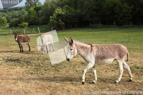 Image of quiet donkey in a field in spring