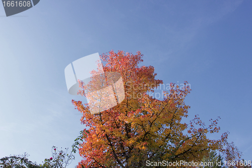 Image of maple in autumn with red and orange leaves