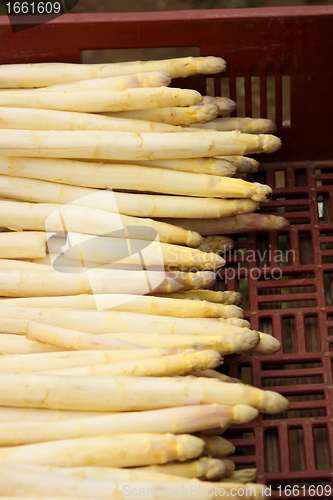 Image of harvest delicious fresh asparagus all for sale