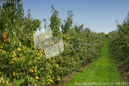 Image of pear orchard, loaded with pears under the summer sun