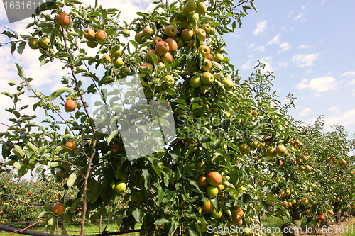 Image of apple orchard in summer, covered with colorful apples