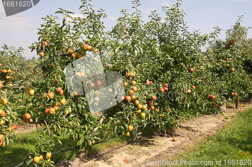 Image of apple orchard in summer, covered with colorful apples