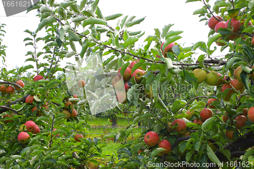 Image of apple orchard in summer, covered with colorful apples