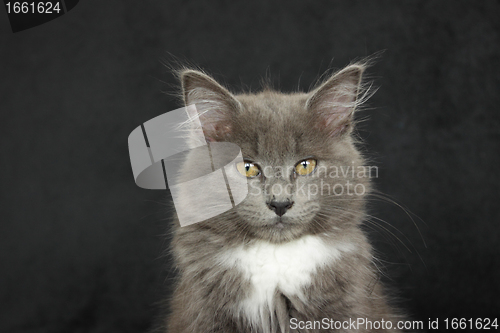 Image of gray and white kitten close up on a black background