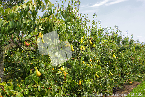 Image of pear trees laden with fruit in an orchard in the sun