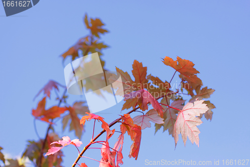 Image of maple in autumn with red and orange leaves