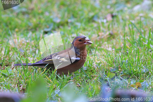 Image of chaffinch wood with beautiful colors