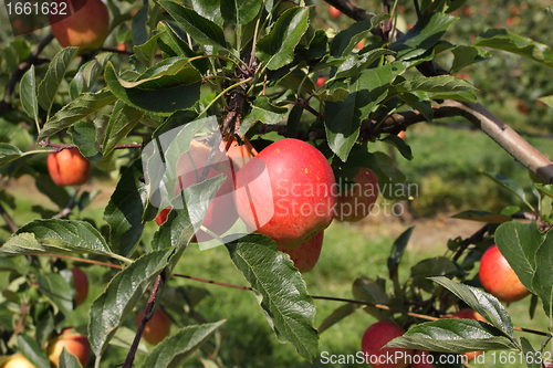 Image of apple orchard in summer, covered with colorful apples
