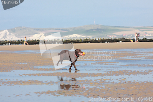 Image of dog playing ball on the beach in summer