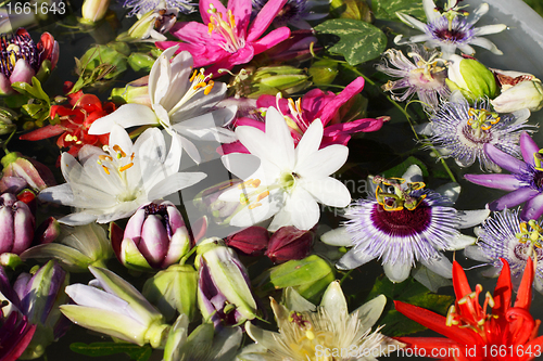 Image of different colored passionflowers, passion flower, floating on water