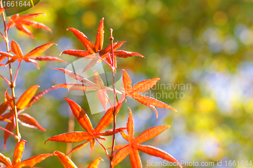 Image of maple in autumn with red and orange leaves