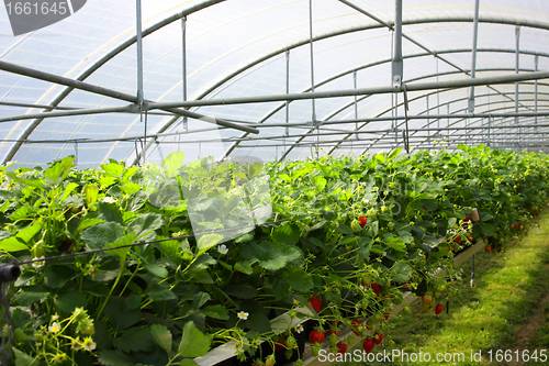 Image of culture in a greenhouse strawberry and strawberries