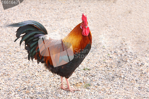 Image of beautiful colorful rooster in a farmyard in France