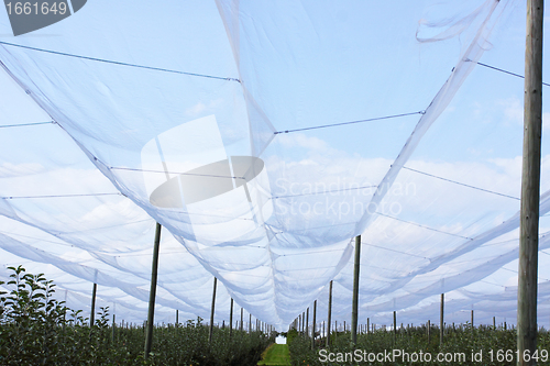 Image of apple orchard with nets to protect against hail and birds