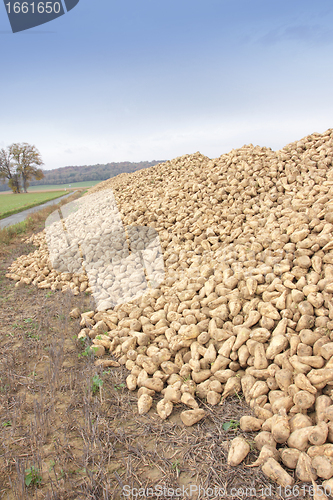 Image of Sugar beet pile at the field after harvest