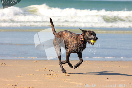 Image of dog playing ball on the beach in summer