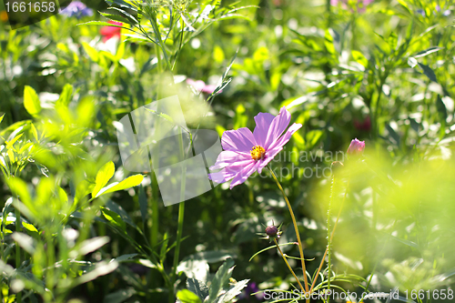 Image of Colorful flowers, selective focus on pink flower 