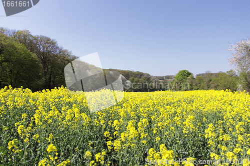 Image of landscape of a rape fields in bloom in spring in the countryside