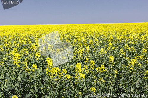 Image of landscape of a rape fields in bloom in spring in the countryside