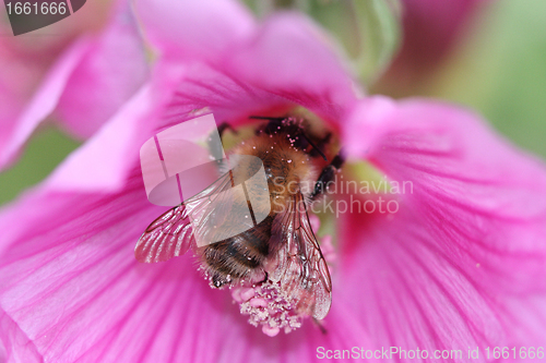 Image of bumblebee collecting pollen in a large pink flower