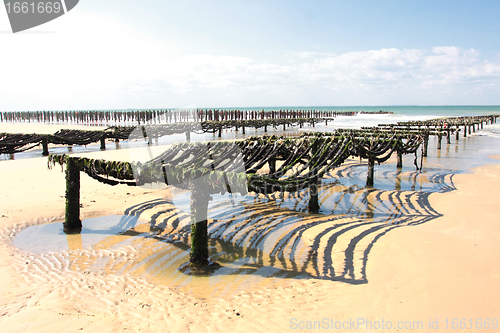 Image of mussel farming on the coast of opal in the north of France