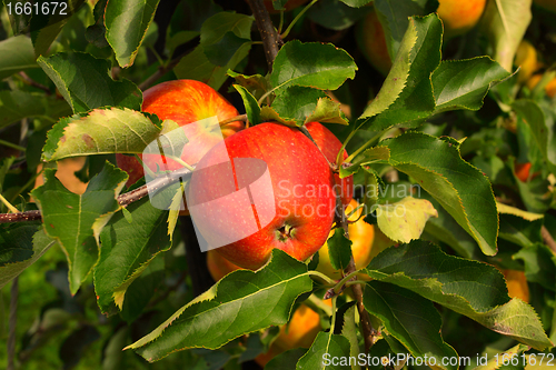 Image of apple orchard in summer, covered with colorful apples