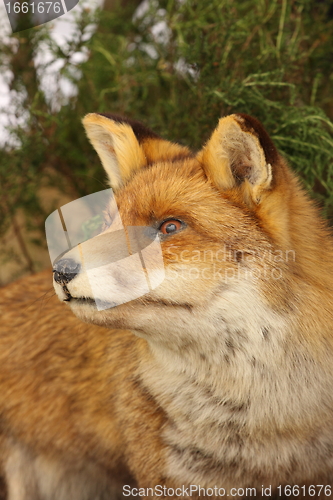 Image of profile in close up of a stuffed fox