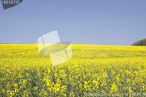 Image of landscape of a rape fields in bloom in spring in the countryside