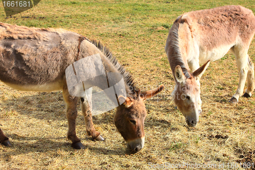 Image of quiet donkey in a field in spring