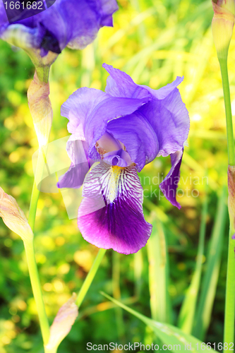 Image of Group of purple irises in spring sunny day. Selective focus. 