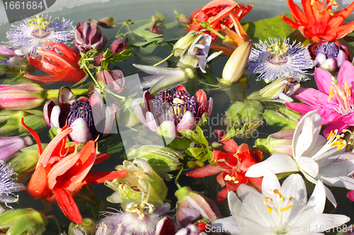 Image of different colored passionflowers, passion flower, floating on water