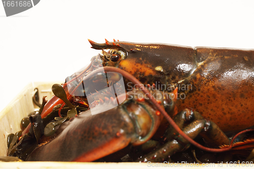 Image of live lobsters on algae and a white background
