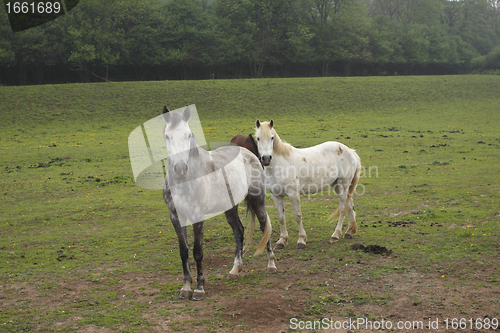 Image of young horses in a field in spring