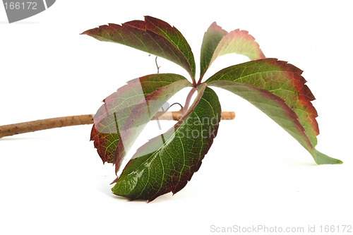 Image of leaf