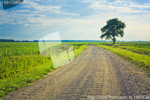 Image of dusty road with alone tree