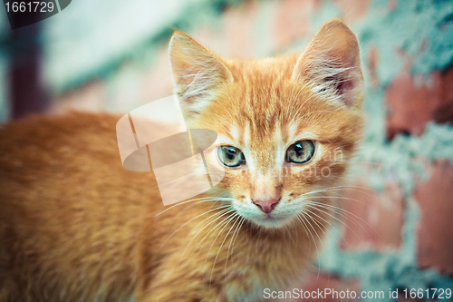 Image of red kitten