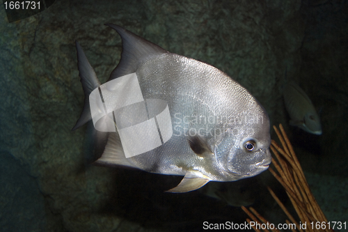 Image of Lookdown Fish