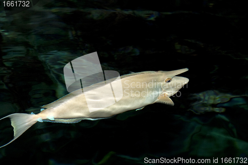 Image of Sea Nose Fish