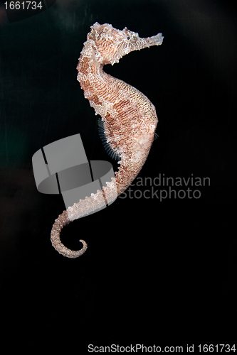 Image of Seahorse