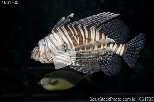 Image of Lionfish