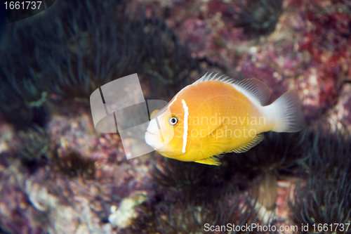 Image of Yellow Fish