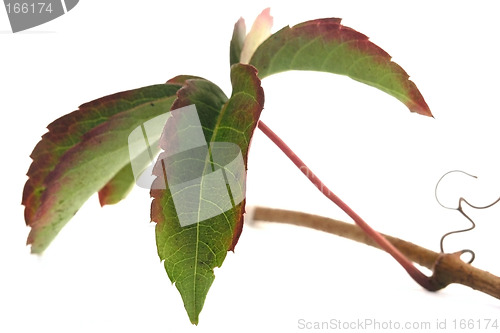 Image of leaf