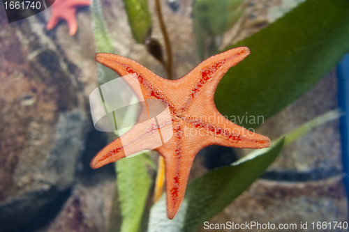 Image of Starfish Underside
