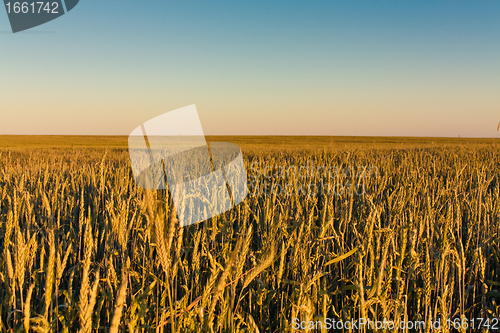 Image of Green barley ears